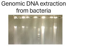 A Guide to Genomic DNA Isolation from bacteria [upl. by Radnaxela]