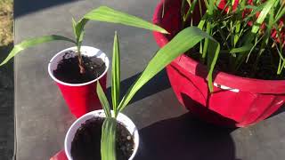 How to grow washingtonia robusta palms part 9 [upl. by Brigitta]