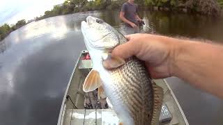 I missed a big puppy drum on topwater [upl. by Froemming567]