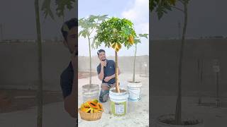 How to Grow papaya from seeds 🌱😍 indianfarmer indiangardeners phoolpatte kitchengardning shorts [upl. by Todd]