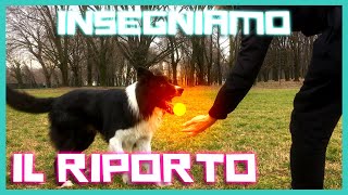 come INSEGNARE il RIPORTO al CANE in modo EFFICACE [upl. by Ariajaj]