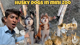 New Mini Zoo ka visit kar diya  Ribbits and Husky Dogs  Taufeeq Ahmed vlogs [upl. by Nicolis]