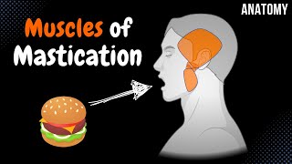 Muscles of Mastication Origin Insertion Function  Anatomy [upl. by Yelahs]