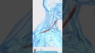 Visual Anatomy 3D  Facts about the Omohyoid muscle [upl. by Rise]