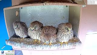 Kestrel nestlings wait to get fed [upl. by Yhtomot]