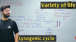 Life cycle of bacteriophage  Bacteriophage life cycle  Lytic and Lysogenic cycle [upl. by Eitten]