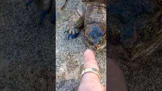 Large tame pet COMMON Snapping turtle comes to owner for scratches [upl. by Zurek]