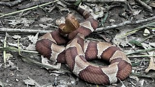 Once Bitten How to prevent a snakebite as more venomous copperheads spotted at Cameron Park [upl. by Eittah482]