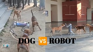 Dog Fighting with Robot 🐶  Dog Vs Robot In IIT Kanpur  puppies robotics techkriti [upl. by Fredelia]