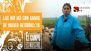 Las ovejas tenían ganas de volver a Altorricón [upl. by Rubinstein]