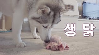 시베리안 허스키 한나의 생닭 먹방 1탄 Siberian husky eating Raw chicken [upl. by Clayson]