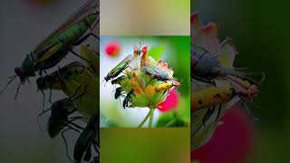 🪲 Plants That ‘Eat’ Insects 🌱  Crazy Nature Fact for Kids [upl. by Nagaet]