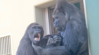 An emotional moment Gorilla father and son reconciled after a fight  Shabani Group [upl. by Neyugn]