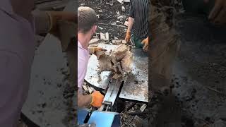 Relaxing video splitting wood 🪵 [upl. by Gord405]