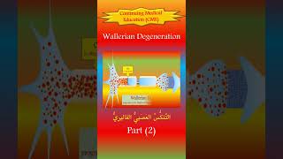 The Wallerian Degeneration 2 The New Pathophysiology [upl. by Lucania416]