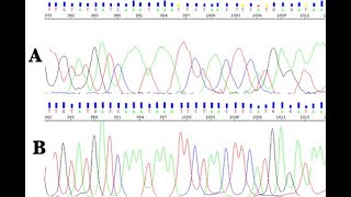 Bioedit ile sekans düzenleme [upl. by Terrene]