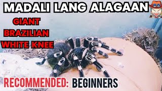 GENICULATA TARANTULA PAANO NGA BA ALAGAAN [upl. by Adarbil]