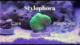 Stylophora SPS  Description Care and Placement [upl. by Adehsor]