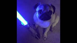 STAR WARS PUGS [upl. by Everard]