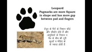 How to identify Leopard Pugmarks  Easy Guide [upl. by Sidras]