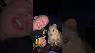 Adorable Quokka Joins Man for Dinner [upl. by Attenreb]