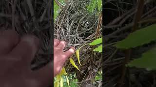 Wow big nest farmya satisfying shots [upl. by Nire]