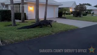 Large alligator saunters through Florida neighborhood [upl. by Otrepur564]