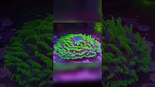 Fungia Plate CORAL Feeding reeflife [upl. by Suellen44]