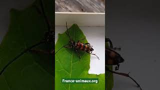 ♂️Leptura aurulenta Fabricius 1792 Cerambycidae Lepture couleur dor longicorne lepture dorée [upl. by Orlantha]