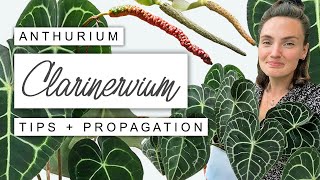 Anthurium Clarinervium Care Tips Pollination and Propagation Guide 🌿 [upl. by Aenej]