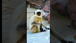 Langur monkey screaming shorts monkey trending shortvideo [upl. by Landing]