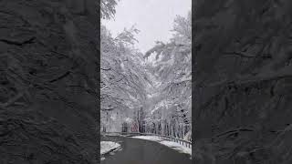 눈이내린 나무 숲길 운전 Driving through a snowy forest Healing Music 힐링음악 [upl. by Yevoc]