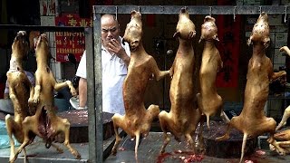 Controversia en el festival de carne de perro de la ciudad china de Yulin [upl. by Htebi]