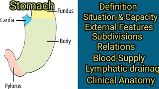 Stomach Anatomy [upl. by Karub]