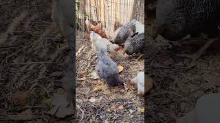 Feeding chickens whit Granaries fruit vegetables  Alimanti per Galline [upl. by Japha]