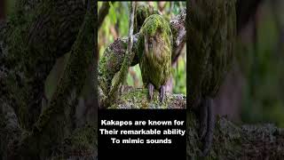 Kakapo The Rare and Fascinating Flightless Parrot [upl. by Funk]