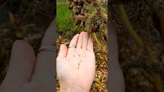 How to collect your own celosia seeds celosia flowerfarm seeds gardening [upl. by Icats487]