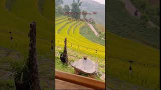 Morning Like This  Raspberry Field Mu Cang Chai Vietnam [upl. by Templas]