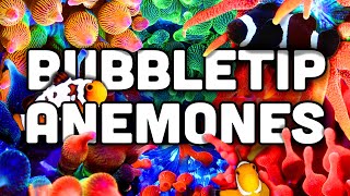 Bubble Tip Anemones EVERYTHING You Need to Know [upl. by Licna477]