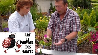 JardinageBoutures de surfinias comment faire une bouture [upl. by Enimajneb]