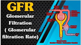 Glomerular Filtration ll Glomerular Filtration Rate gfr ll Factors affecting gfr ll Part  1 [upl. by Sephira44]