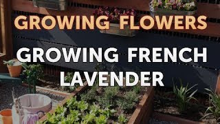 Growing French Lavender [upl. by Ahsinad546]