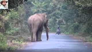 Elephant Chasing a Bike by Jasoprakas [upl. by Drofdarb641]