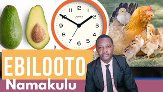 Ebilooto Questions and Answers by brother Steven [upl. by Giles]