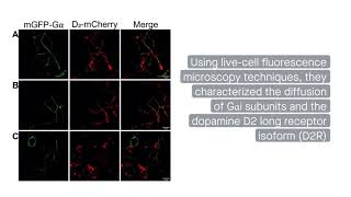 Cell membrane localization influences Gαi protein subclass selectivity [upl. by Hacker]