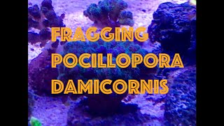 Fragging Pocillopora Damicornis 🪸 ep Extra 1 [upl. by Las306]