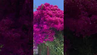 Plant ID  Paperflower or Bougainvillea Bougainvillea spectabilis 😍 [upl. by Ycart]