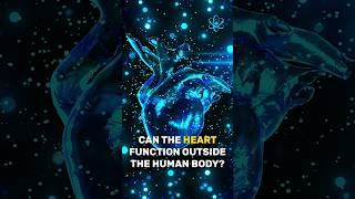 Can the heart function outside the human body heart knowledgeshortfacts interesting health [upl. by Halla347]