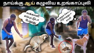 நாய்க்கு ஆய் கழுவிய உறங்காப்புலிdog poop prank with urangapuliVelaiye Vlog Dhavvd [upl. by Elleval]