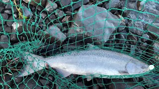 Fighting Spring Chinook Salmon on the Columbia River  Plunking and Bank Fishing [upl. by Red]